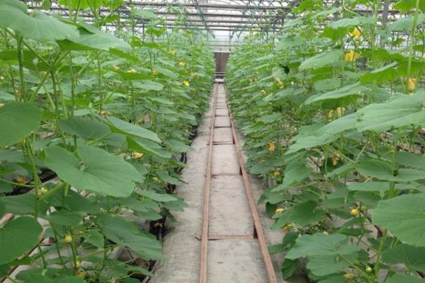 日本南瓜的种植和管理方法