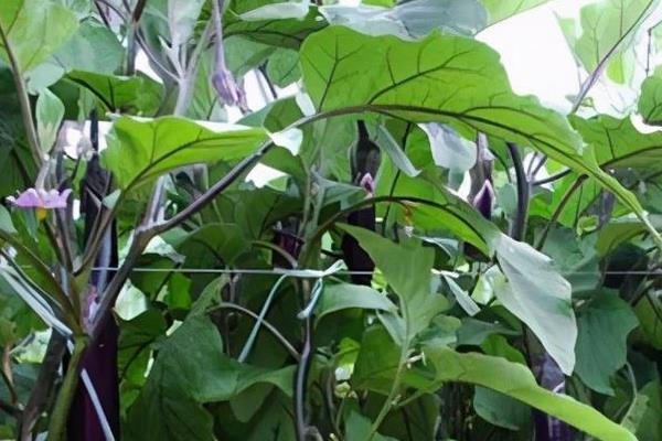 茄子高产种植管理，附病虫害防治工作