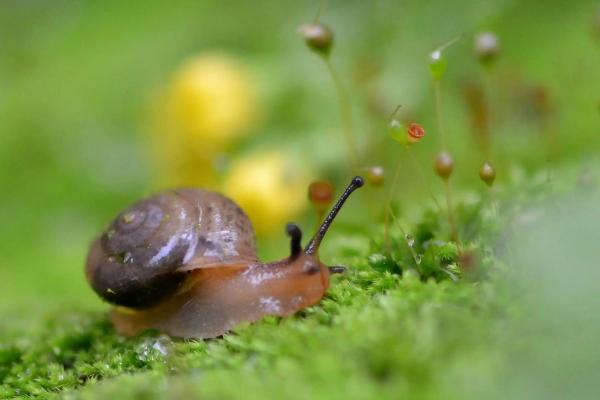 蜗牛要养多长时间才会长大
