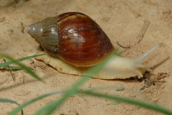 蜗牛要养多长时间才会长大
