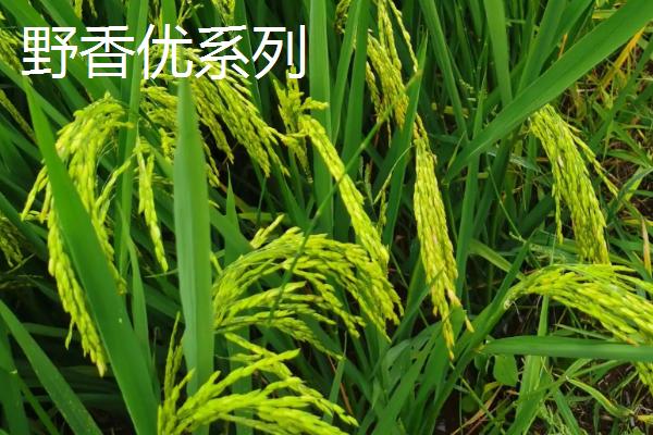 南方水稻的熟制