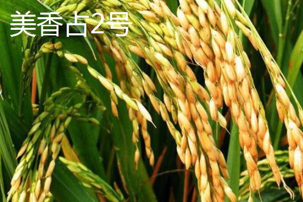 南方水稻的熟制