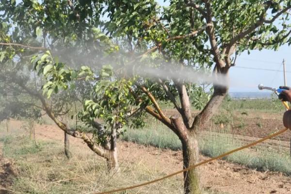 果树水溶肥怎么使用