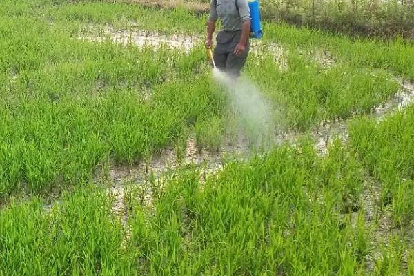 安达星除草剂是否会影响水稻的产量