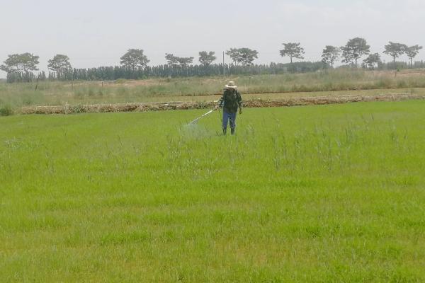 安达星除草剂是否会影响水稻的产量