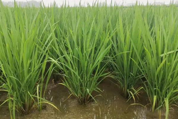 水稻分蘖期怎么管理