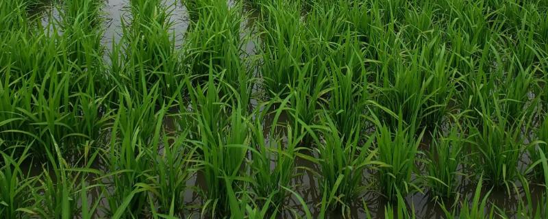 水稻会在几月几日进入分蘖末期