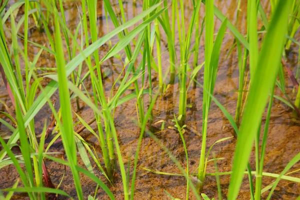水稻会在几月几日进入分蘖末期