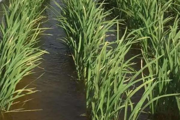 海水稻是不是直接用海水种