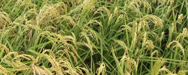 海水稻为什么能在盐碱地种植