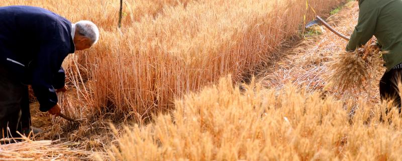 雨后收获的小麦品质有何变化