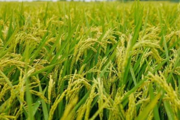 垦稻50水稻品种简介