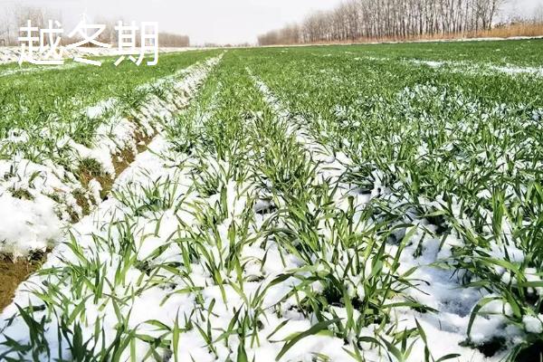 冬小麦生长周期