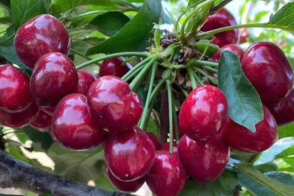 目前最好的大樱桃品种排名