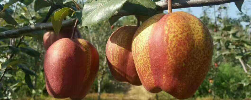 早酥红梨适合在哪里种植，早酥红梨价格是多少