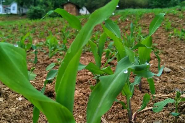 玉米缺苗能否补充种子