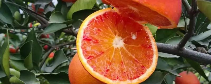 血橙在中国的主产区