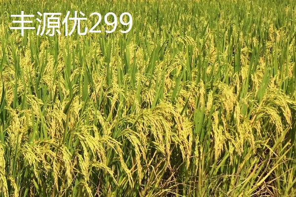 杂交水稻的品种