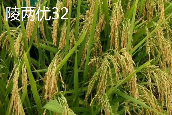 杂交水稻的品种