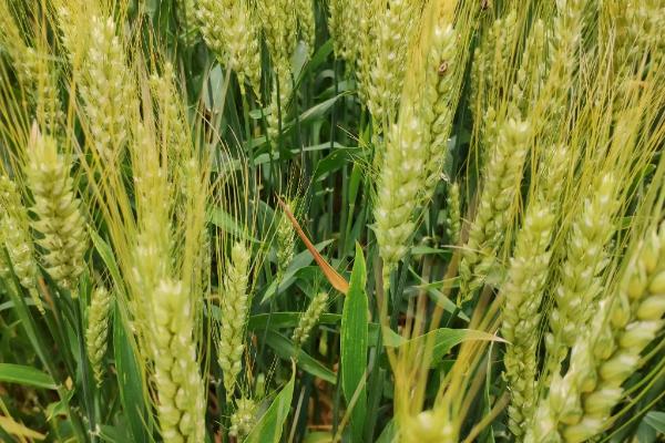 东北地区种不种小麦