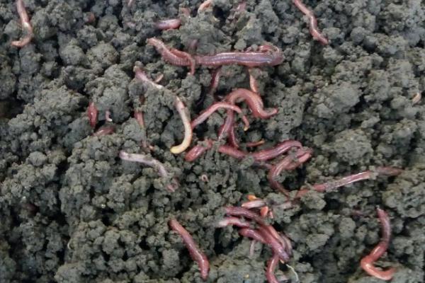 水泥池养黄鳝是否需要泥土