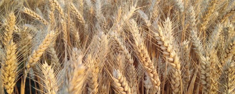小麦的平均密度