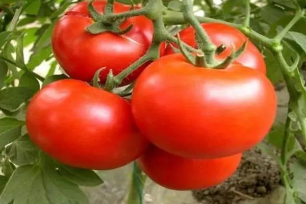 西红柿坐果后多久成熟
