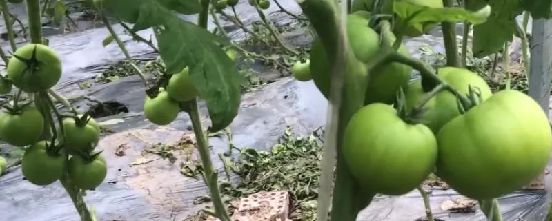 西红柿坐果期施什么肥