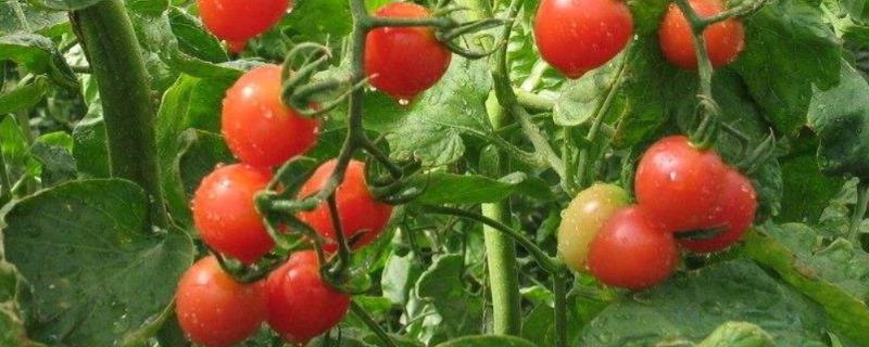 冬天可以种西红柿吗