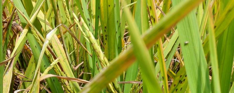 常见的水稻害虫有哪些，三化螟如何防治