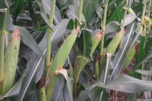 美联5931玉米种能否在河南种植