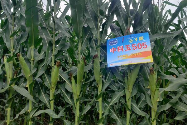 中国十大名牌玉米种子