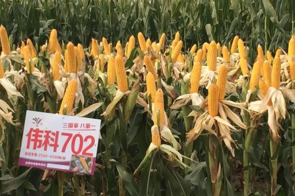 中国十大名牌玉米种子