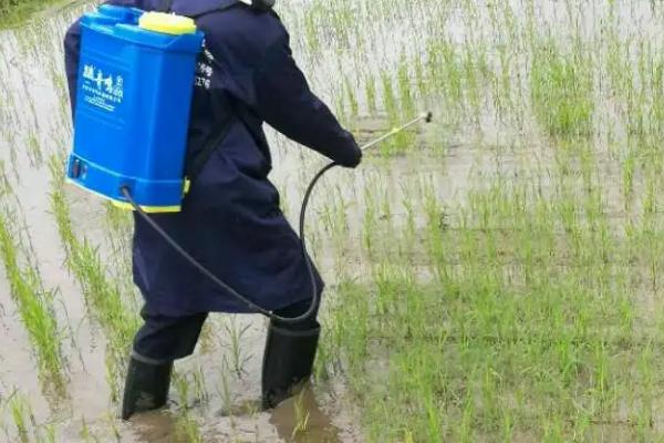 二甲灭草松会不会对水稻造成药害