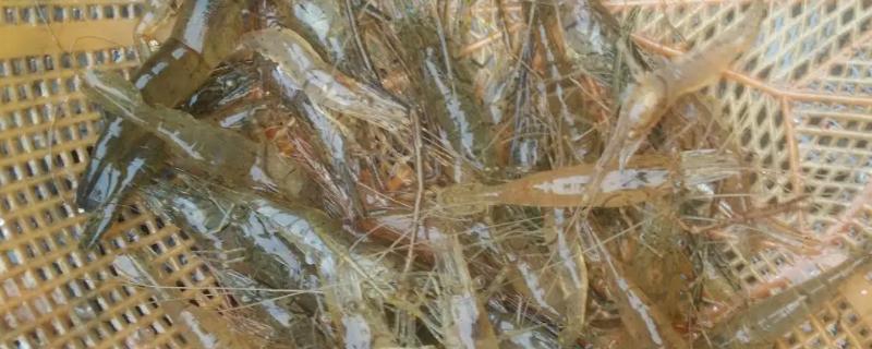 野生河虾喜食的饵料