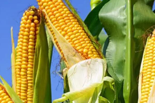 隆创310玉米种品种介绍