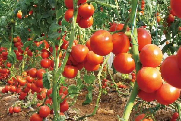 西红柿品种大全介绍