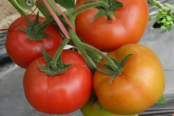 西红柿品种大全介绍