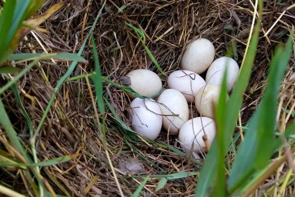 野鸭一次可以产多少蛋