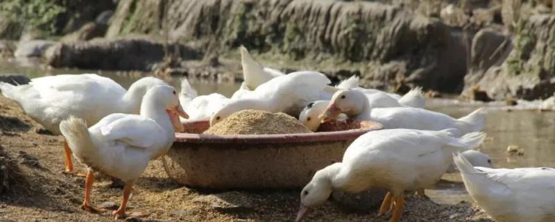 家养鸭子如何喂养