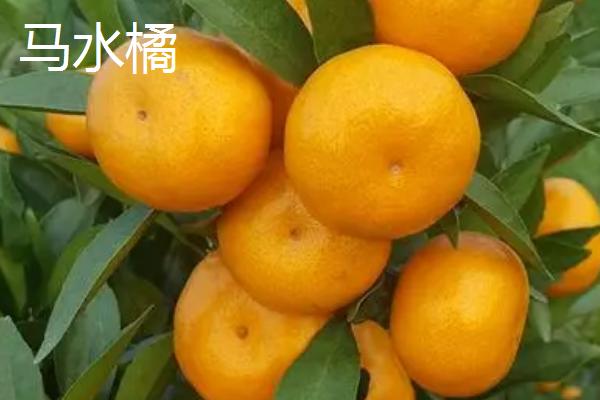 柑橘新品种特点