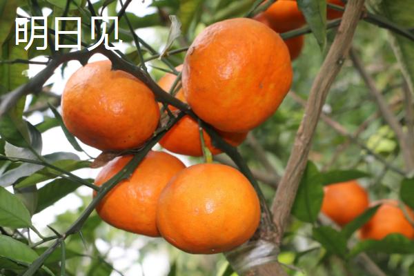 柑橘新品种特点