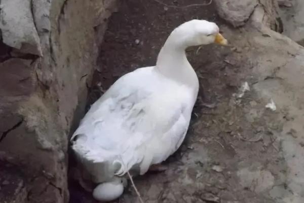 母鹅养多久才会产蛋
