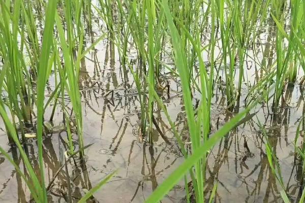 水稻三棱草常用除草剂，附稻田除草剂使用要点