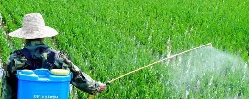 水稻三棱草常用除草剂，稻田除草剂使用要点