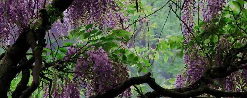 紫藤树在院子里有忌讳