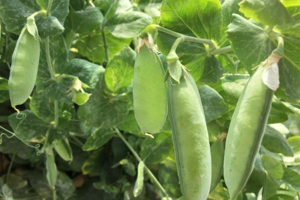 豌豆的种植时间与方法