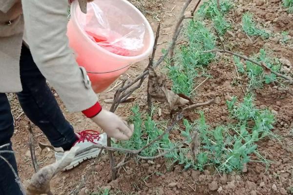 豌豆的种植时间与方法