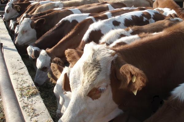 牛误食除草剂如何处理