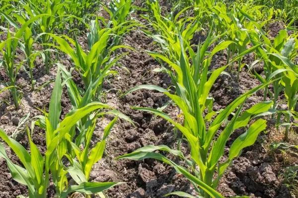 种植玉米氮磷钾肥使用比例，附施肥原则